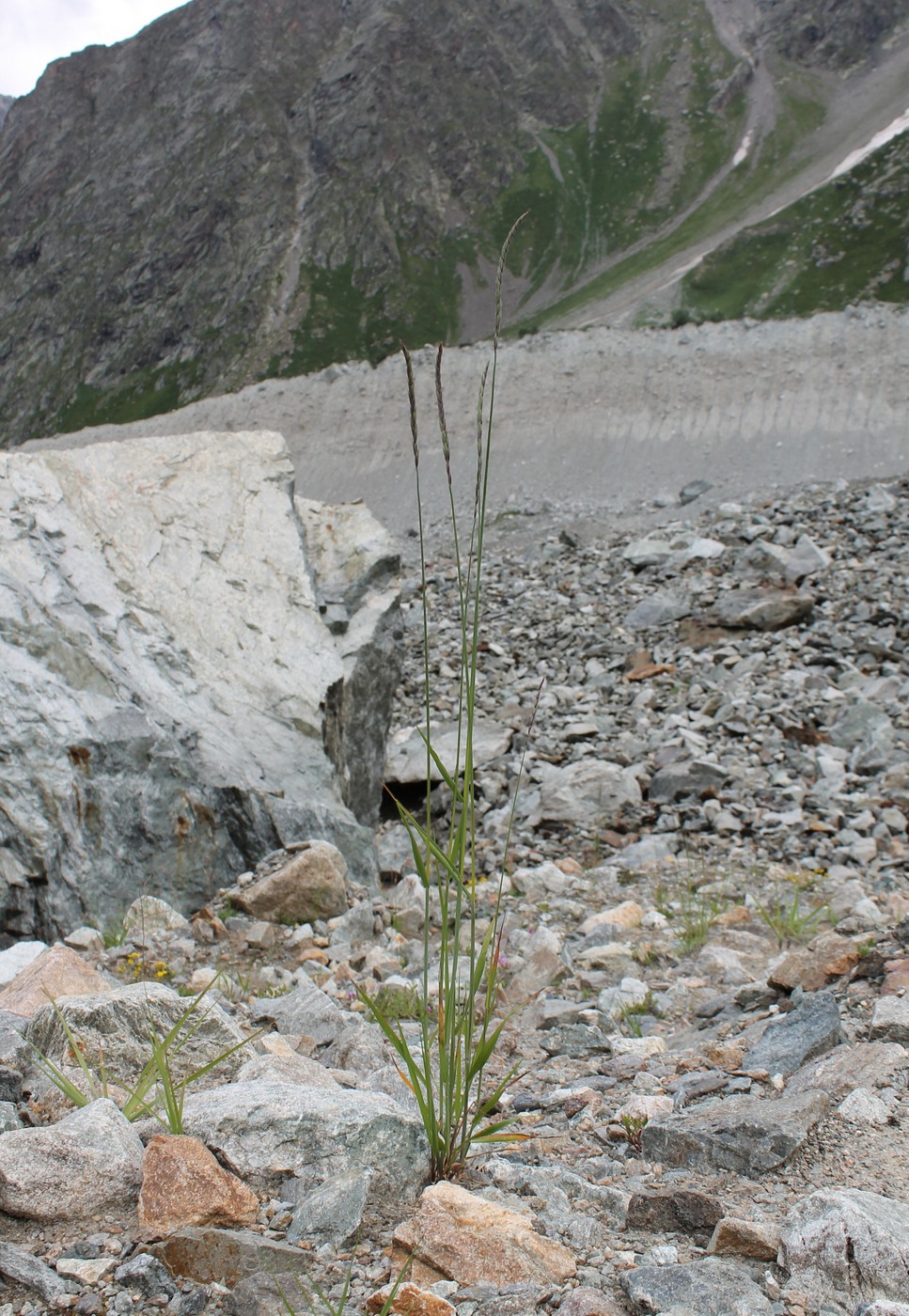 Изображение особи Elymus buschianus.