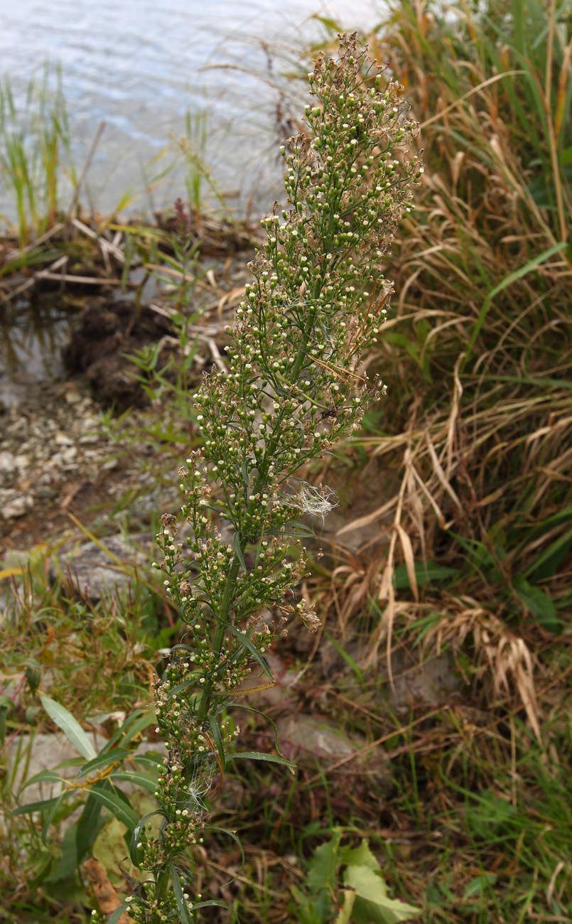 Image of Conyza canadensis specimen.