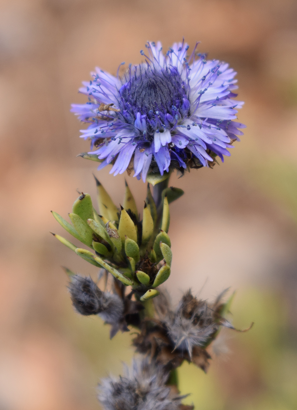 Image of Globularia alypum specimen.