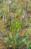 Oxytropis spicata