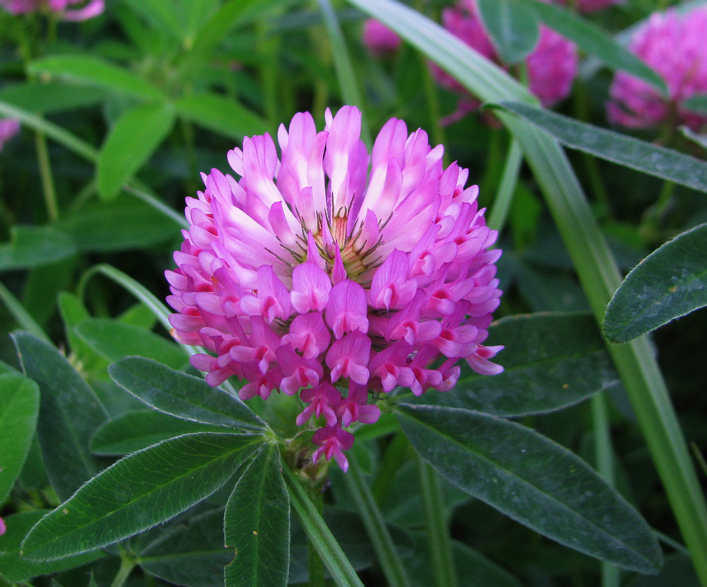 Image of Trifolium medium specimen.