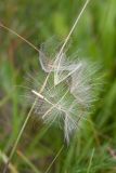 Tragopogon pratensis. Осыпавшиеся плоды. Ленинградская обл., Волосовский р-н, суходольный разнотравно-злаковый луг. 16.07.2017.