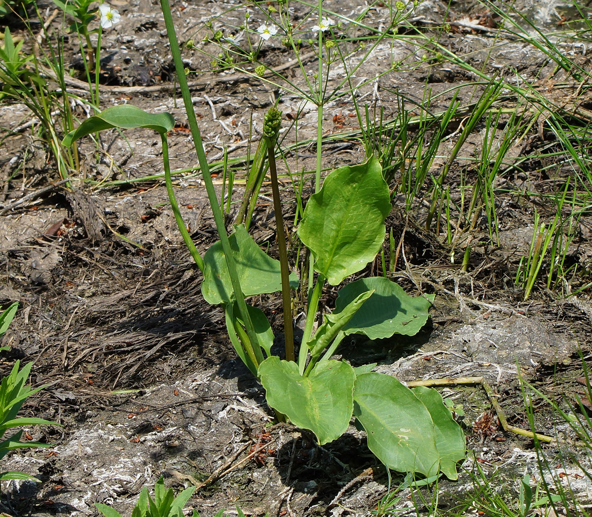 Image of Alisma plantago-aquatica specimen.