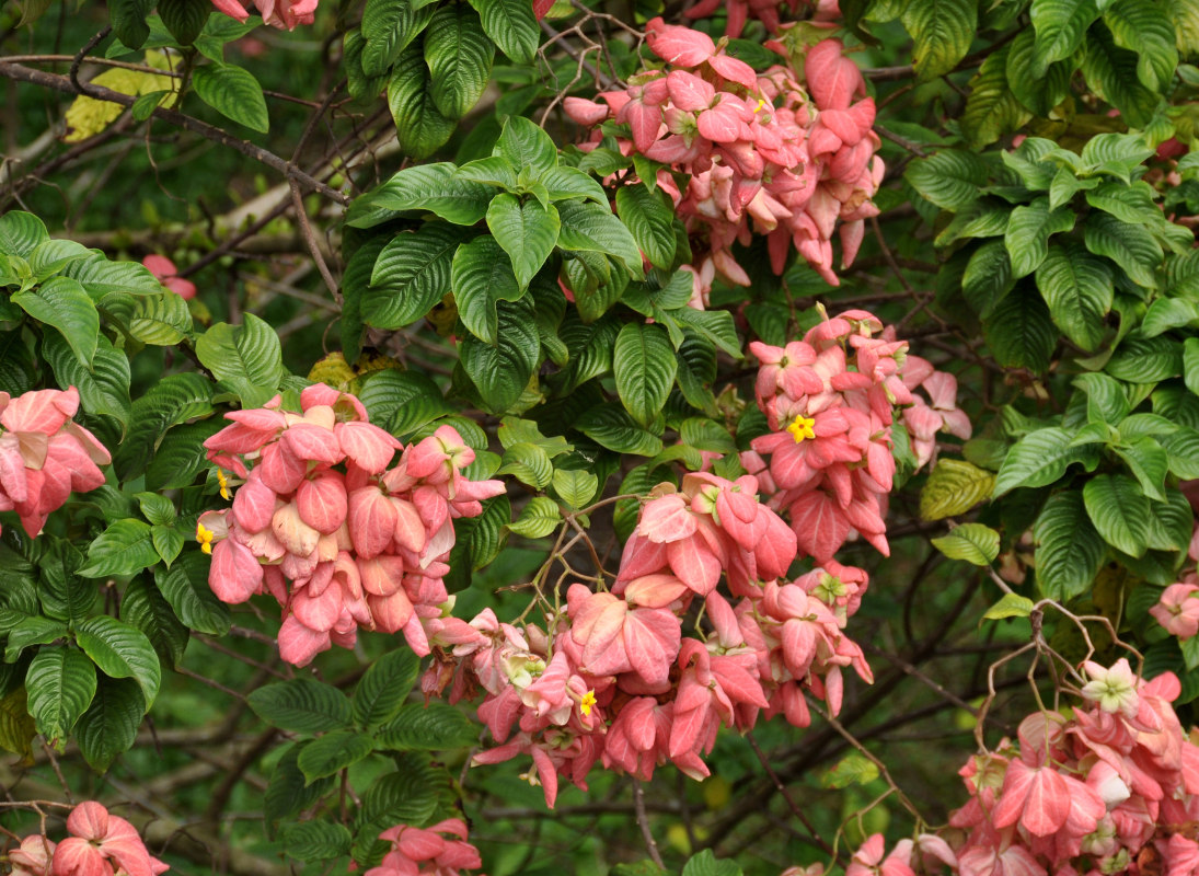 Image of Mussaenda philippica specimen.