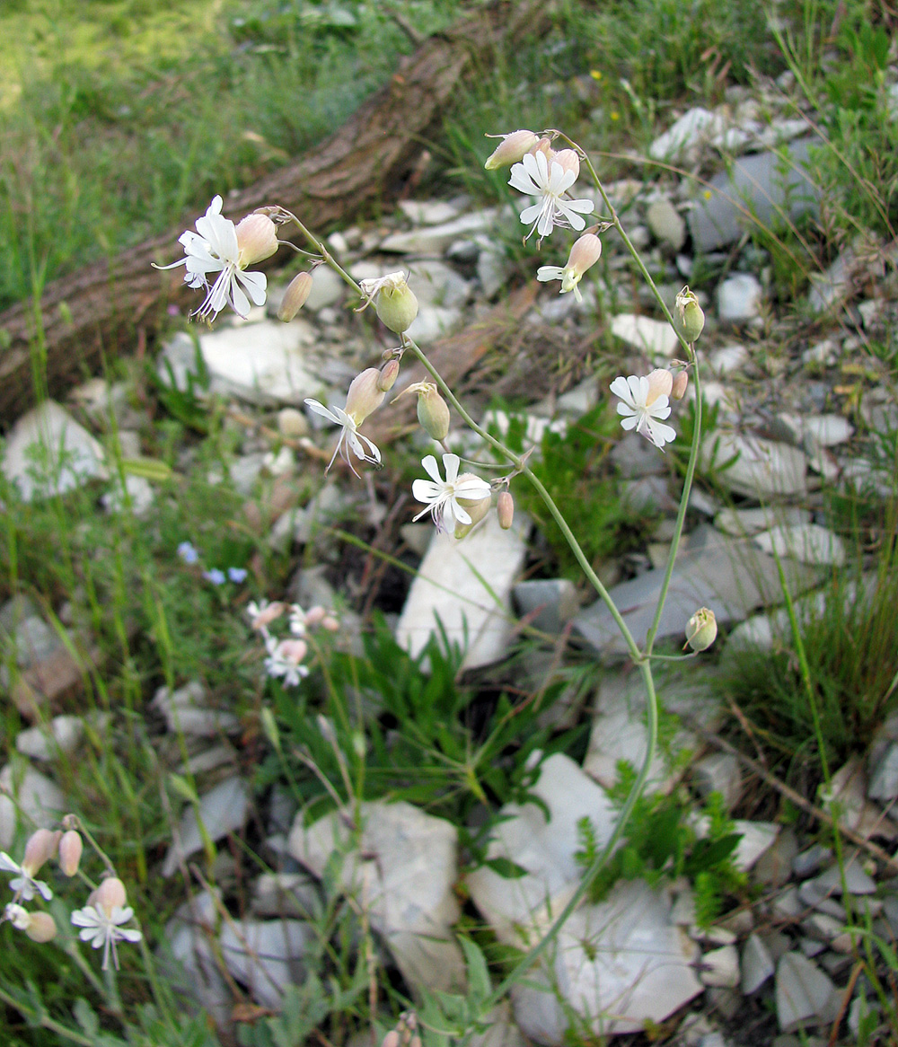 Image of Oberna crispata specimen.