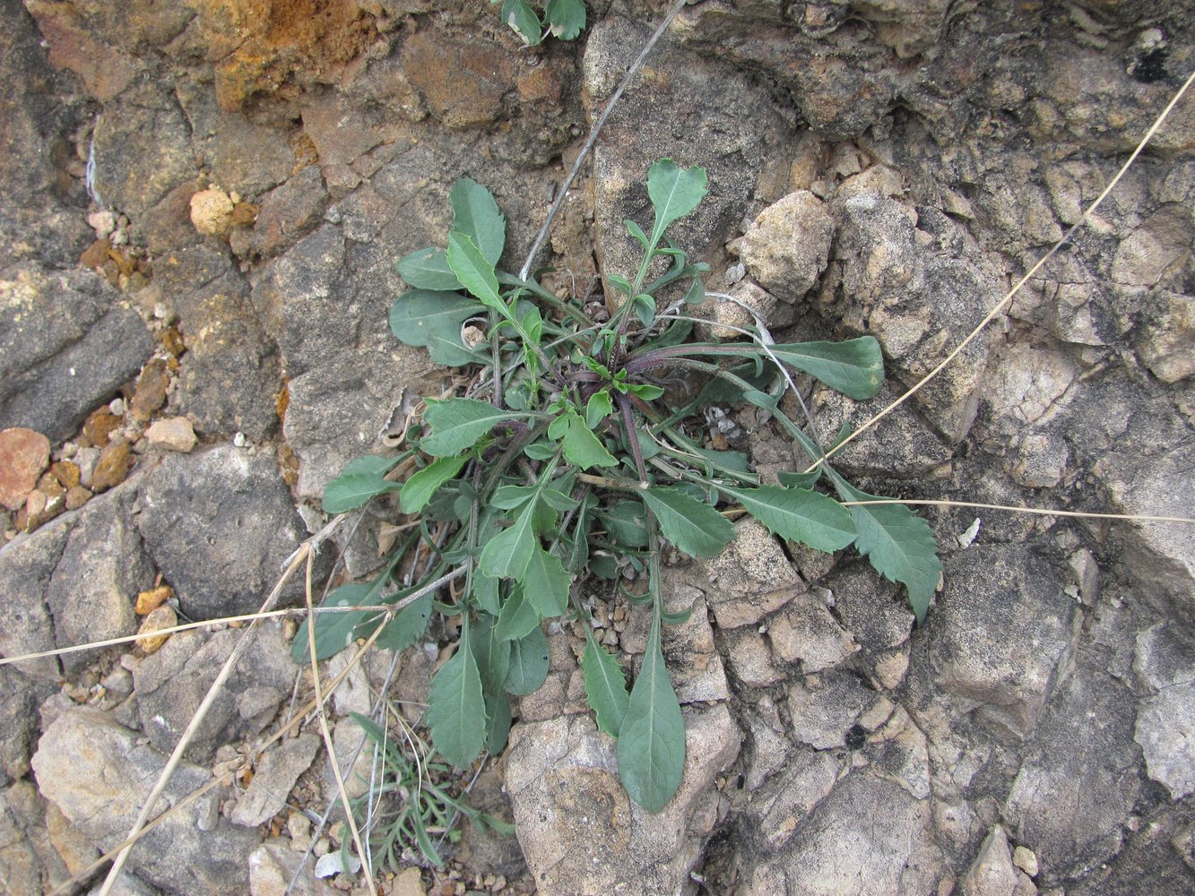 Изображение особи Cephalaria charadzeae.