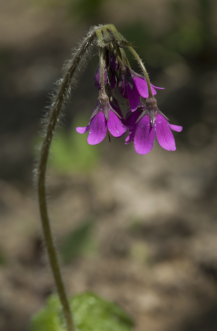 Image of Cortusa sachalinensis specimen.