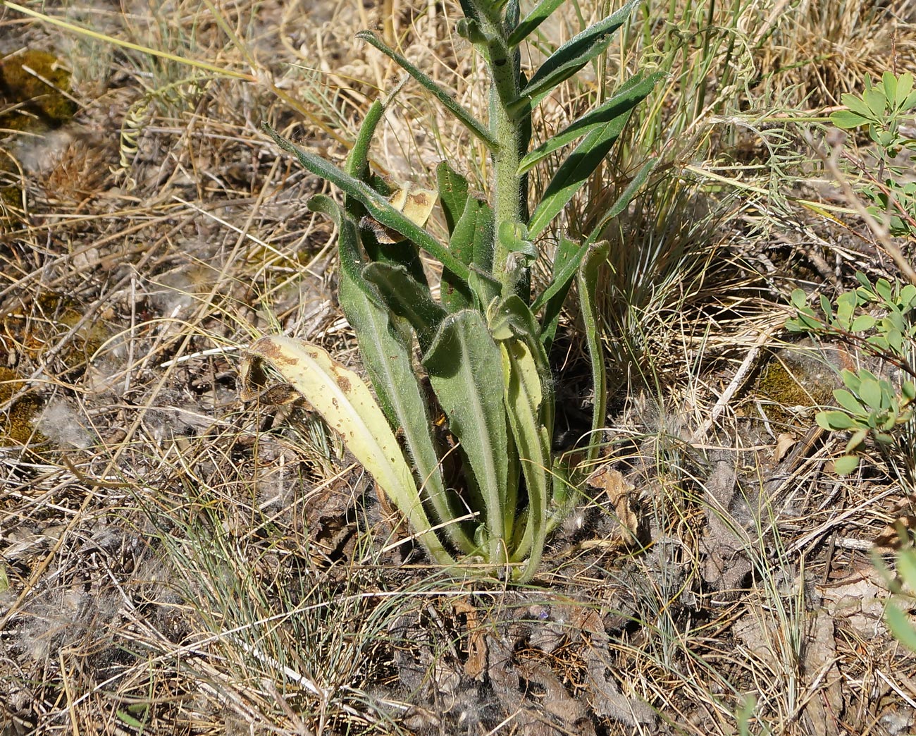 Изображение особи Echium vulgare.