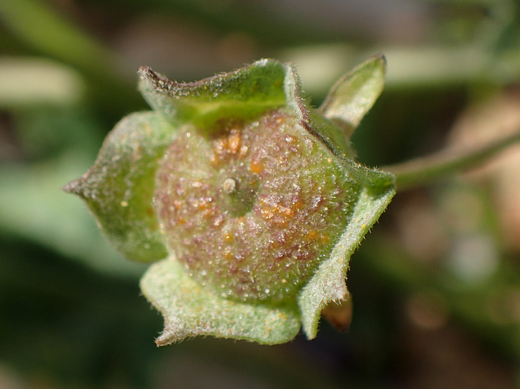 Image of Malva sylvestris specimen.