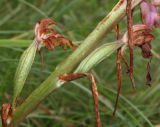 Himantoglossum formosum. Нижняя часть соцветия с завязавшимися плодами. Дагестан, Табасаранский р-н, 4 км к северо-востоку от с. Дарваг, поляна в дубовом лесу. 12 июня 2018 г.