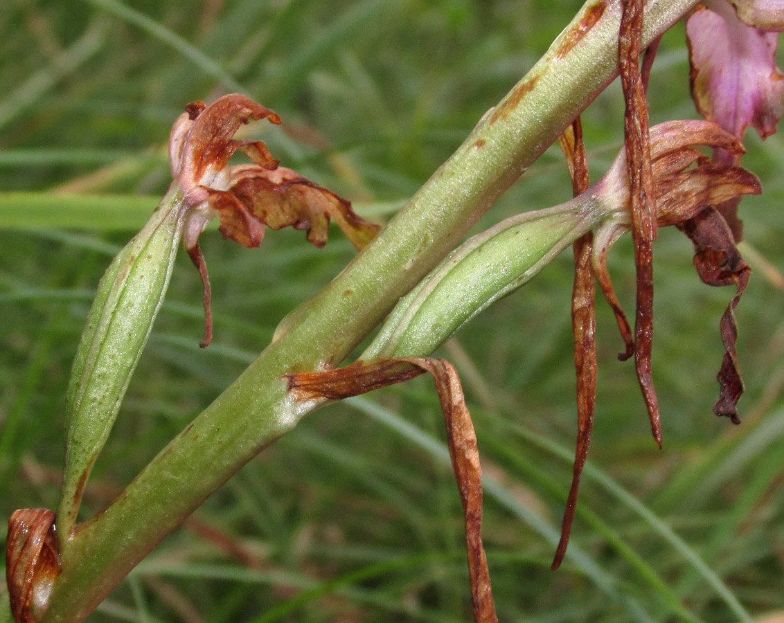 Image of Himantoglossum formosum specimen.