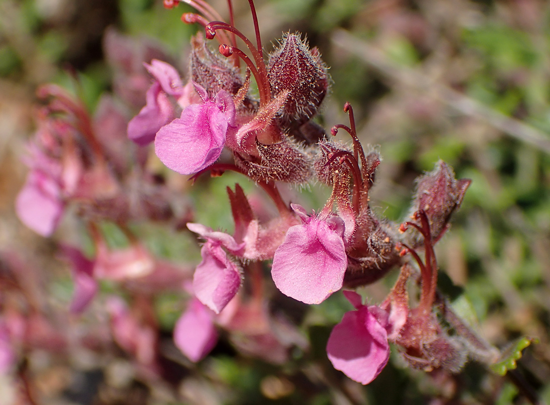 Изображение особи Teucrium divaricatum.