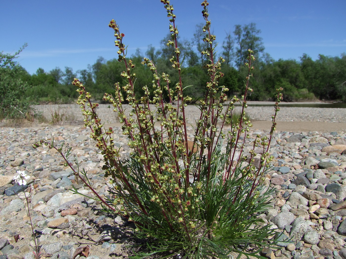 Image of Artemisia borealis specimen.