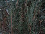 genus Juniperus