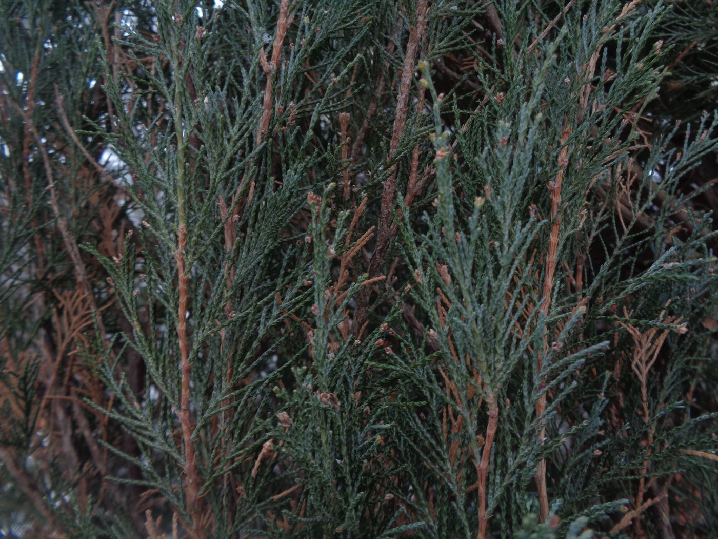 Image of genus Juniperus specimen.