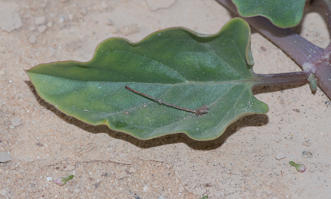 Image of Commicarpus helenae specimen.