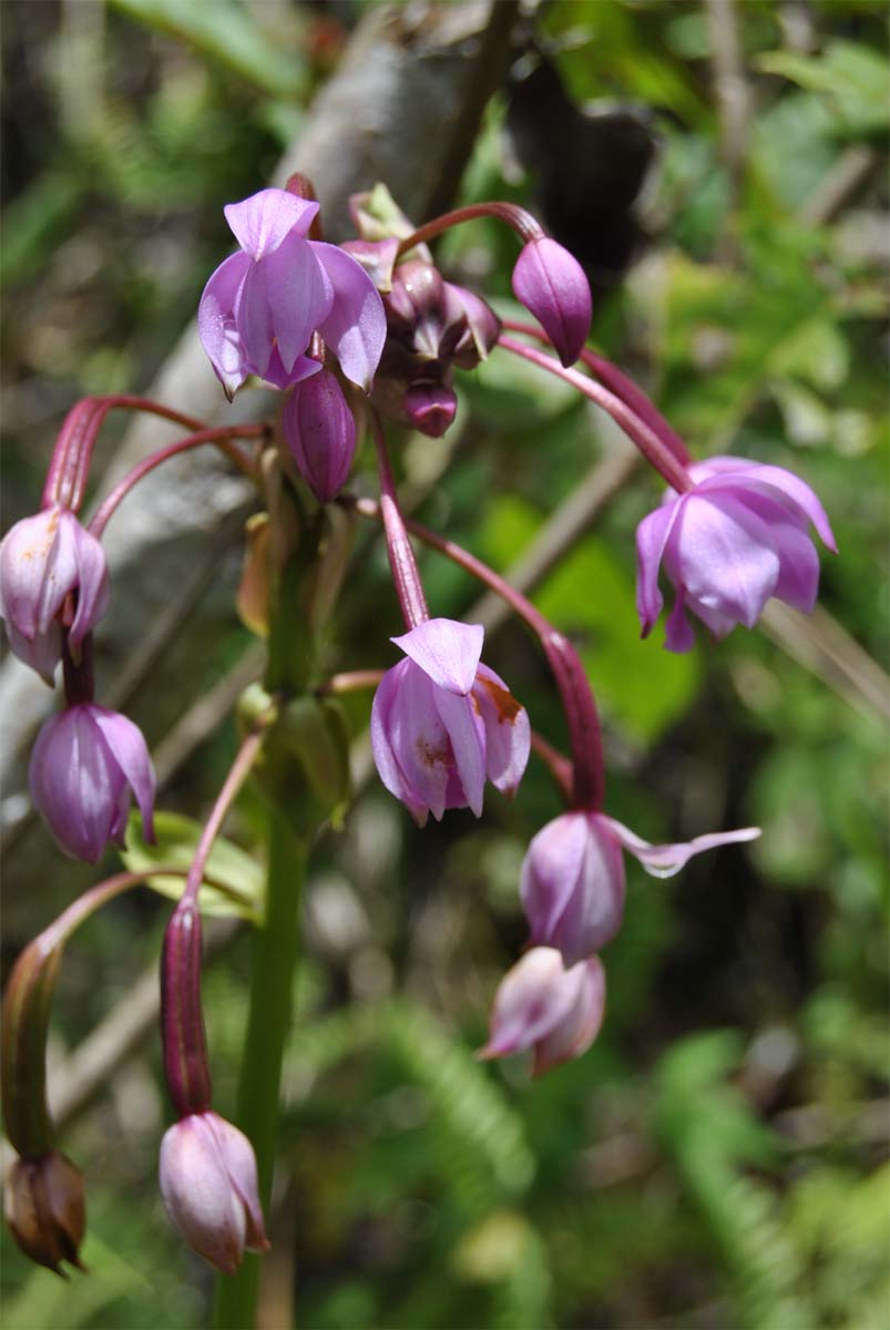 Image of Spathoglottis plicata specimen.