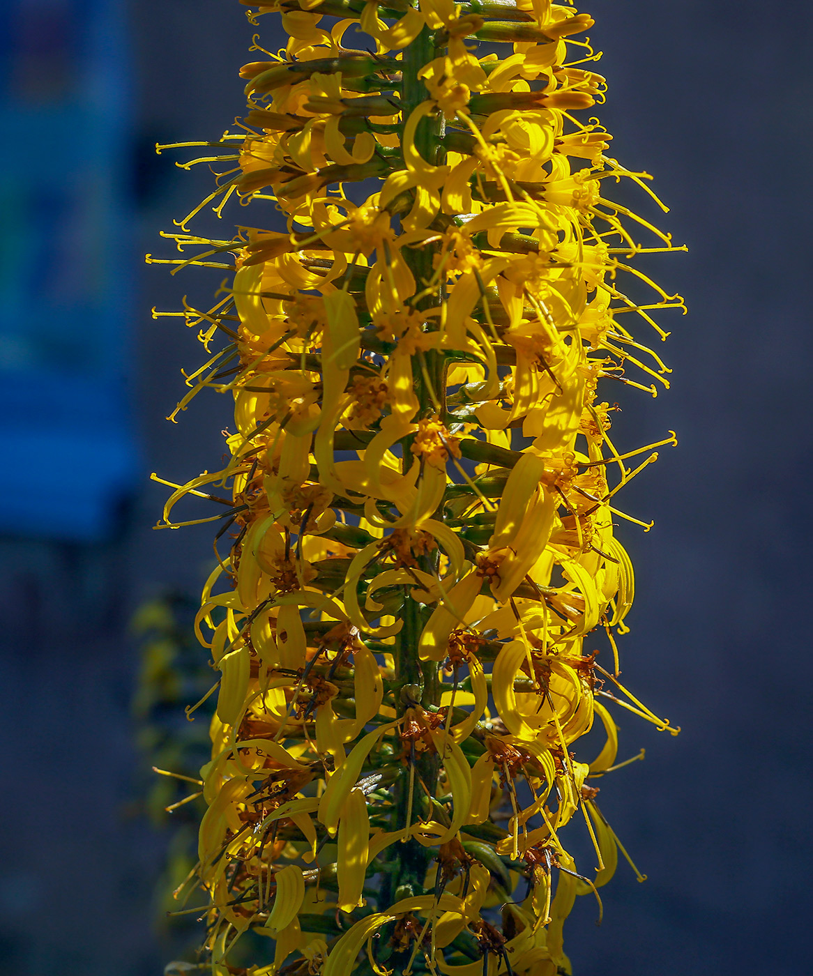 Image of Ligularia przewalskii specimen.