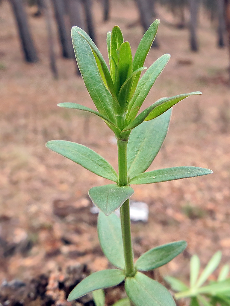 Image of Galium boreale specimen.