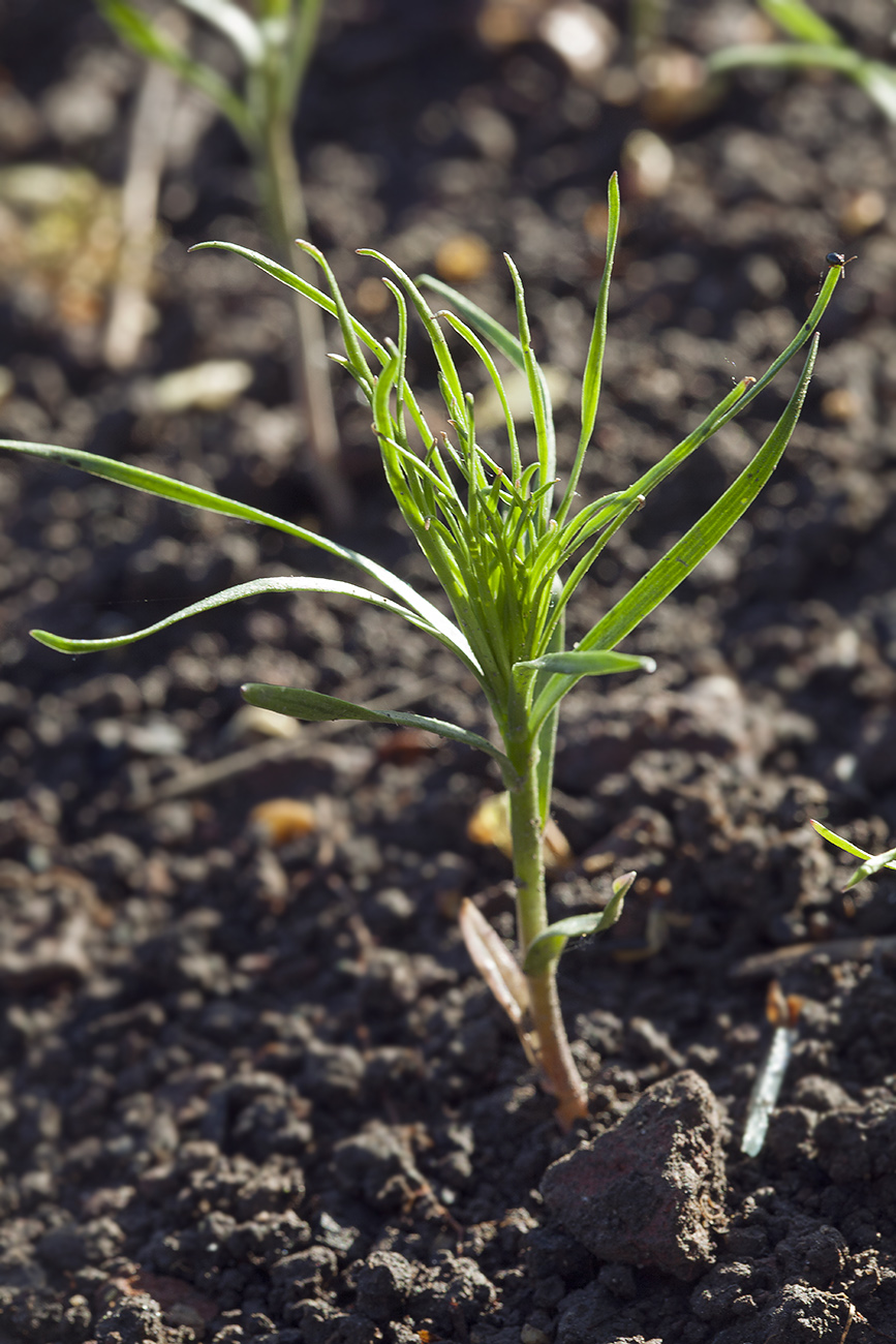 Image of Lilium pumilum specimen.