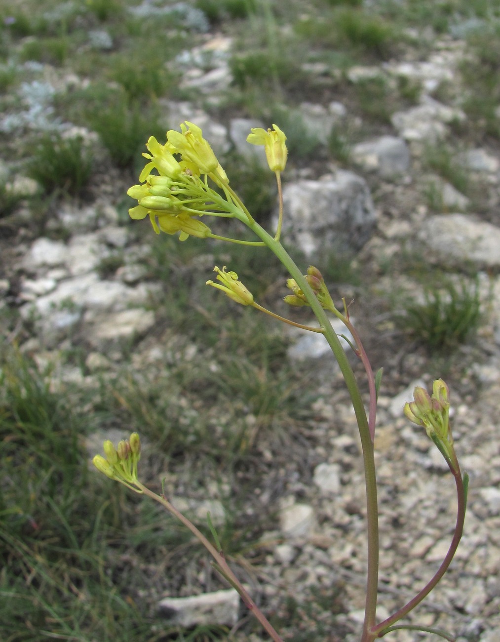 Image of familia Brassicaceae specimen.