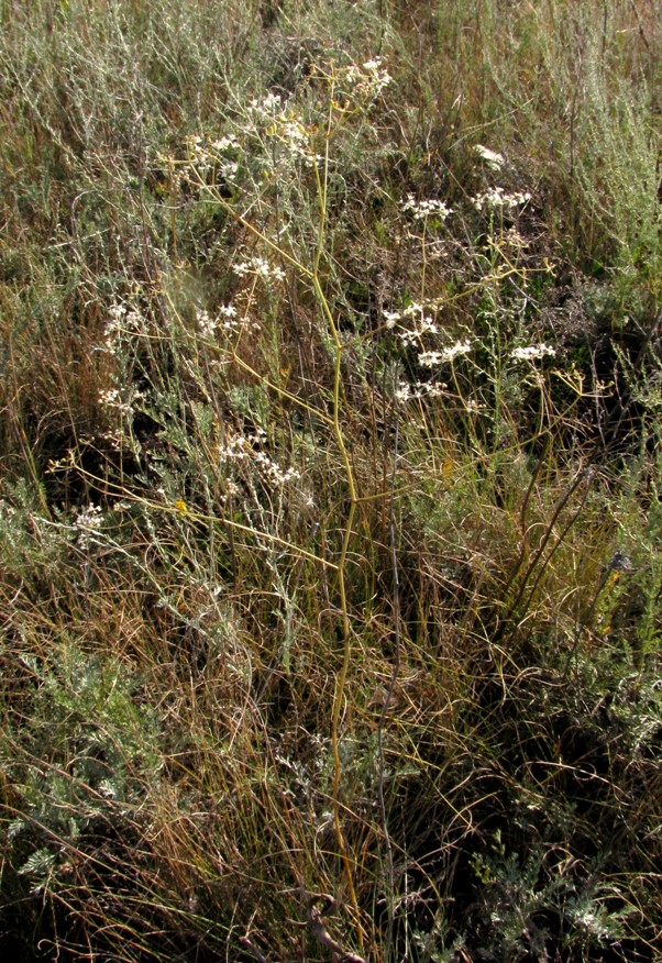 Изображение особи Palimbia defoliata.