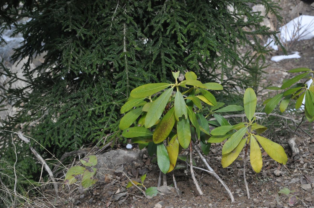 Изображение особи род Rhododendron.