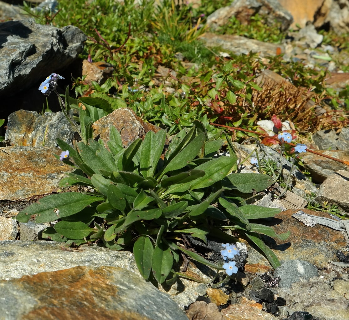 Image of Myosotis alpestris specimen.