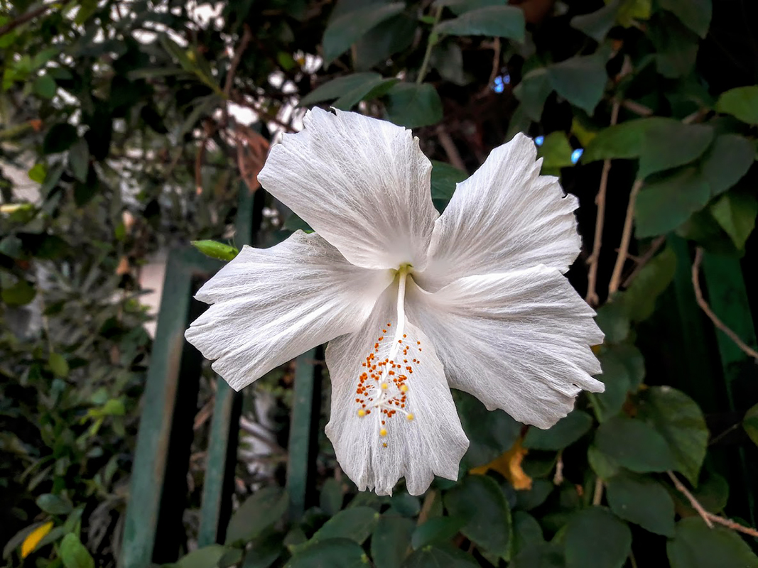 Image of Hibiscus rosa-sinensis specimen.