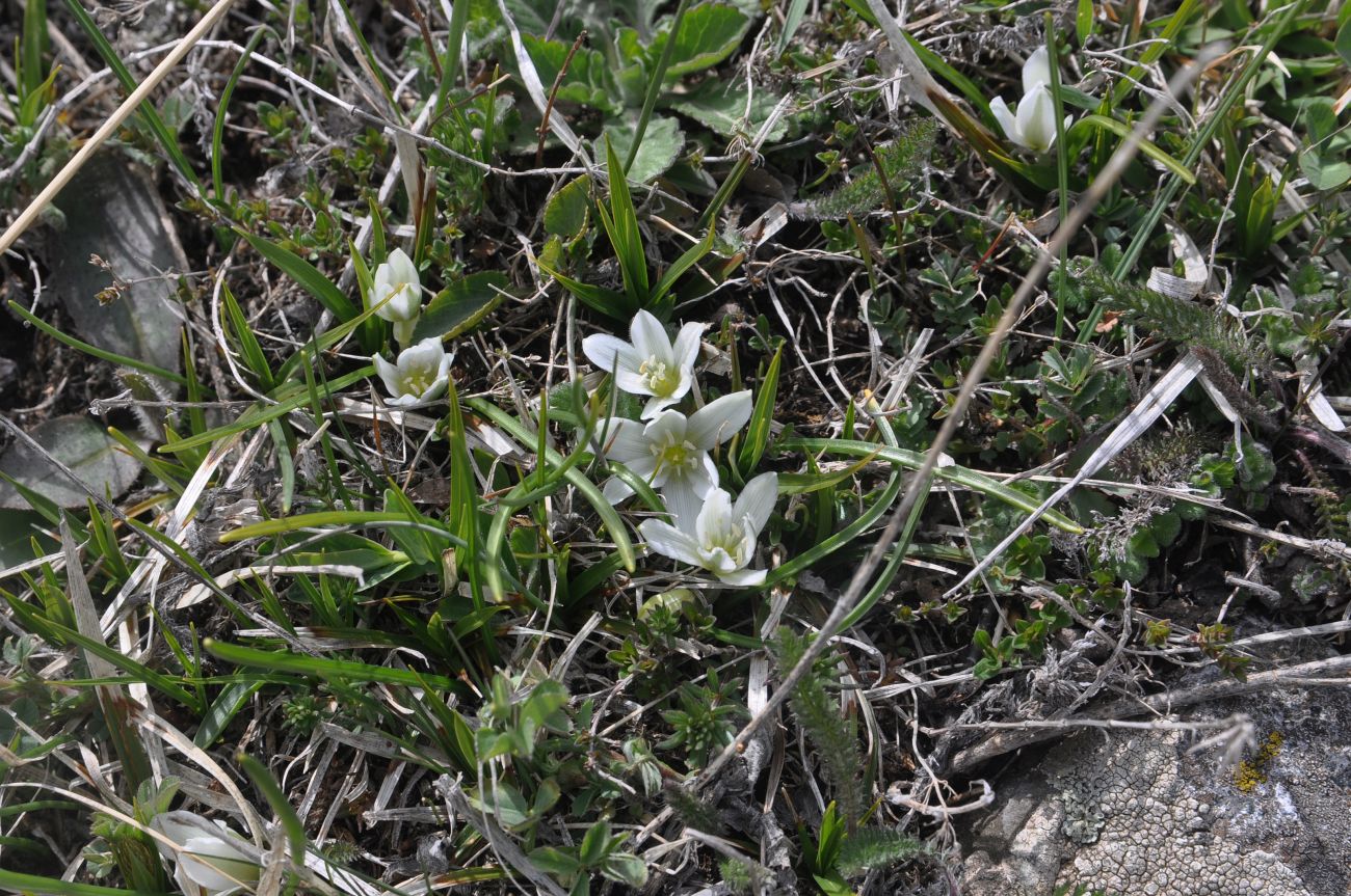 Изображение особи род Ornithogalum.