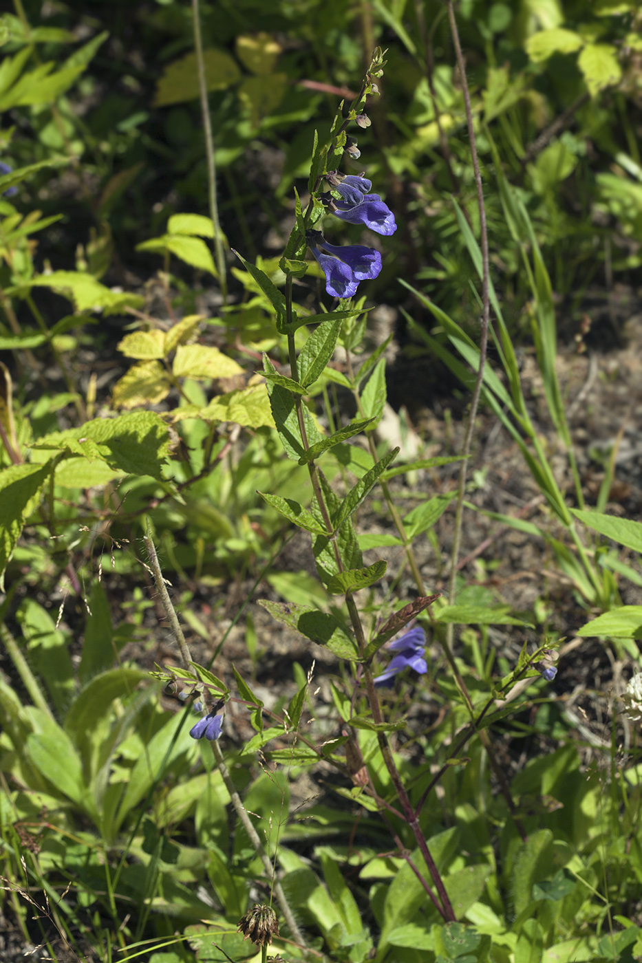 Изображение особи Scutellaria yezoensis.