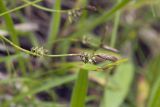 Carex microtricha