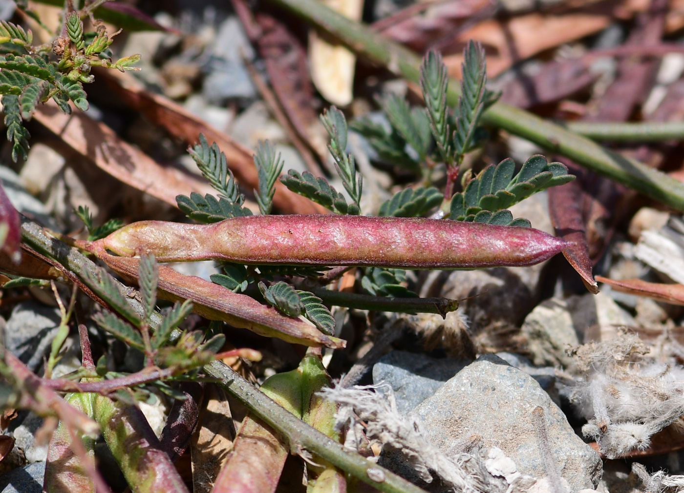 Image of Desmanthus virgatus specimen.