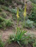 Eremurus fuscus