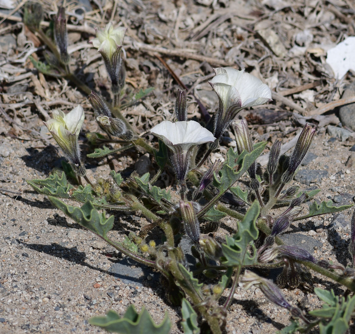 Image of Exodeconus maritima specimen.