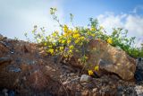View full-size image Medicago falcata