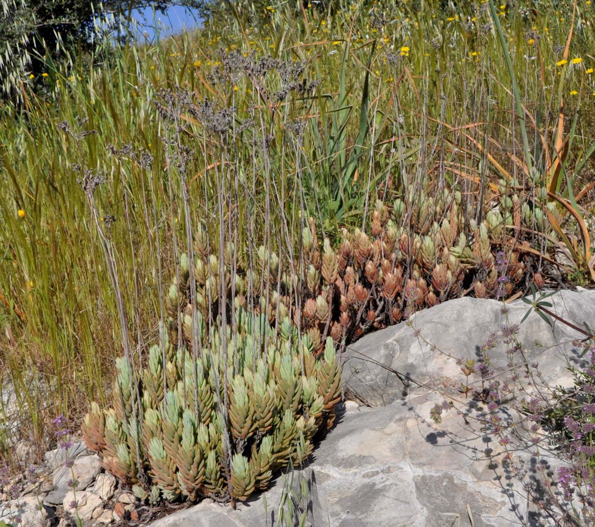 Изображение особи Sedum sediforme.