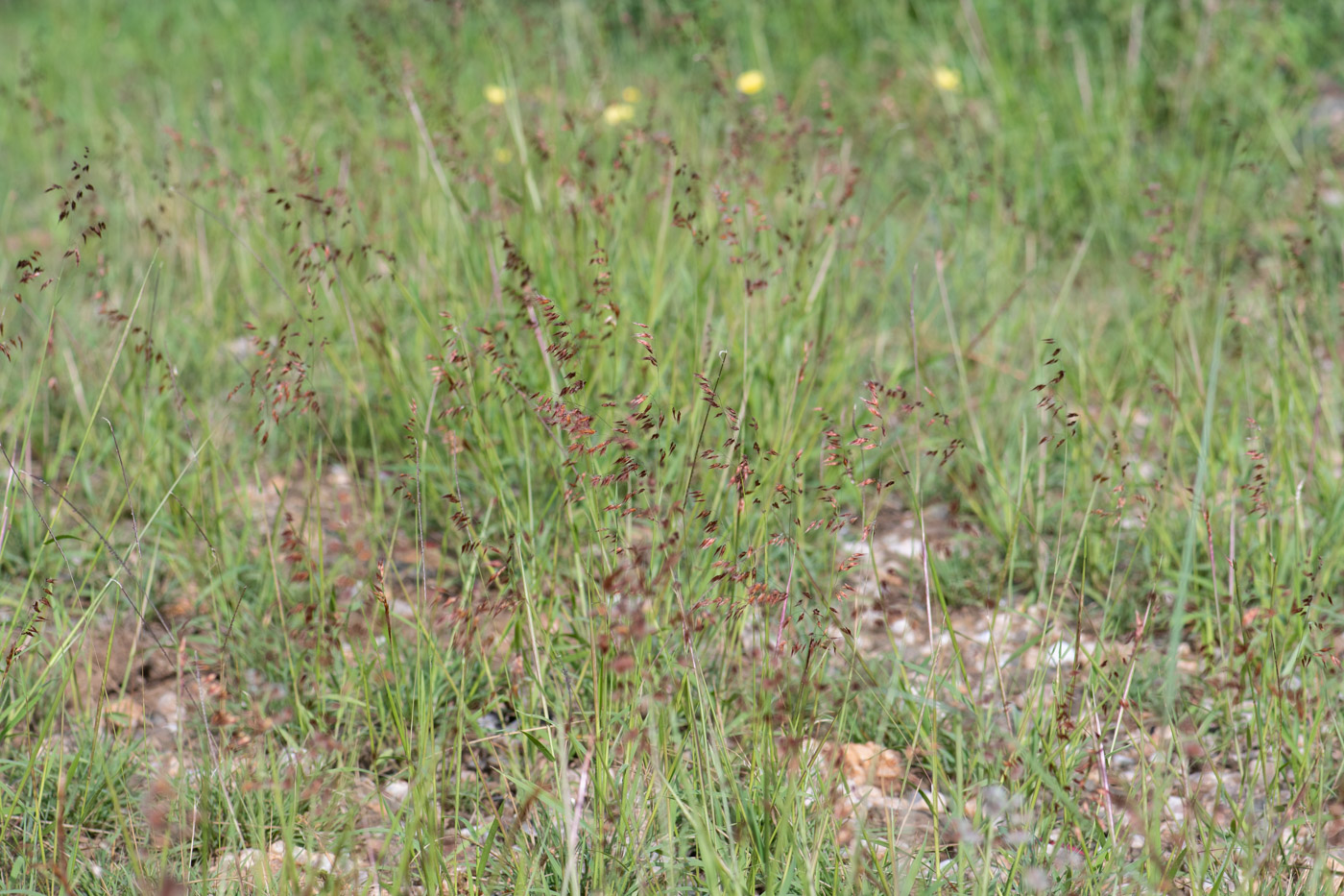 Image of Melinis repens specimen.