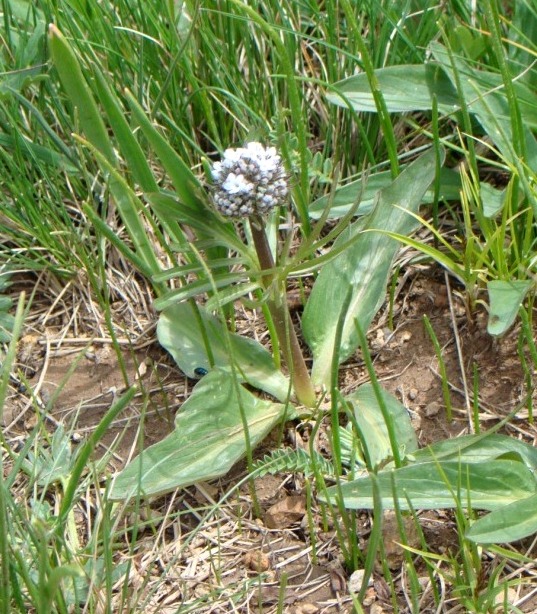 Изображение особи Valeriana leucophaea.