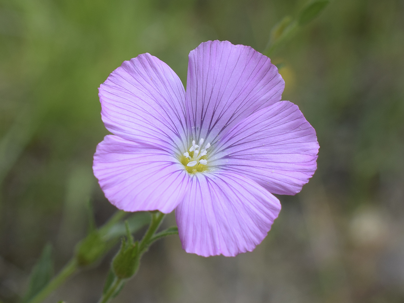 Изображение особи Linum viscosum.