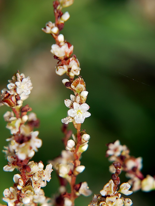 Image of genus Aconogonon specimen.