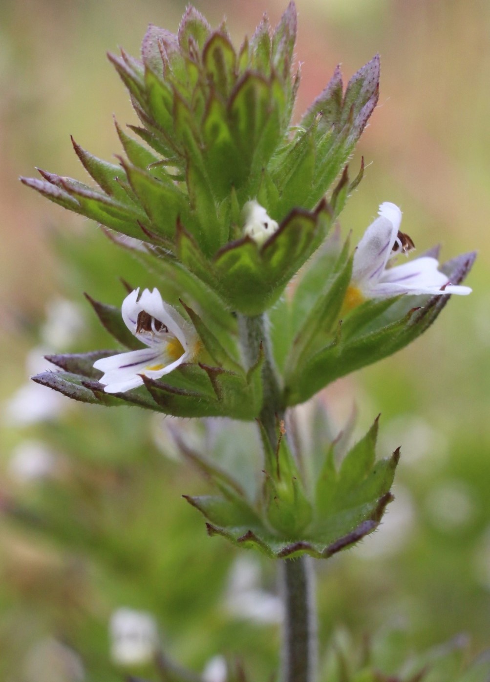 Изображение особи Euphrasia stricta.