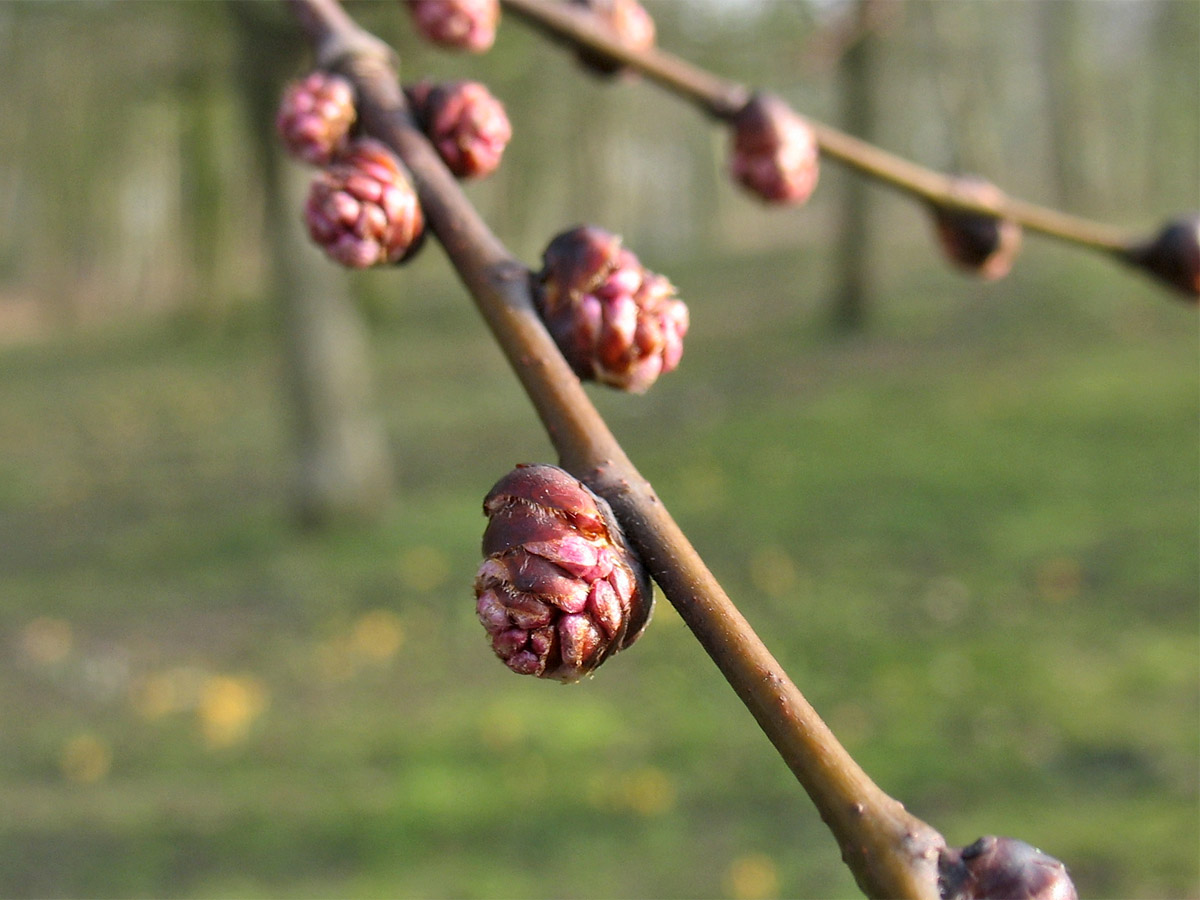 Image of genus Ulmus specimen.