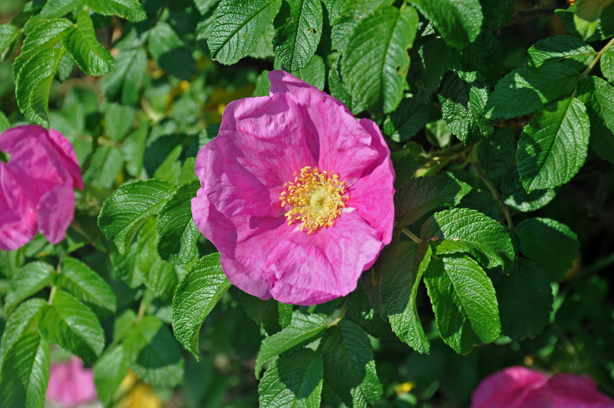 Image of Rosa rugosa specimen.