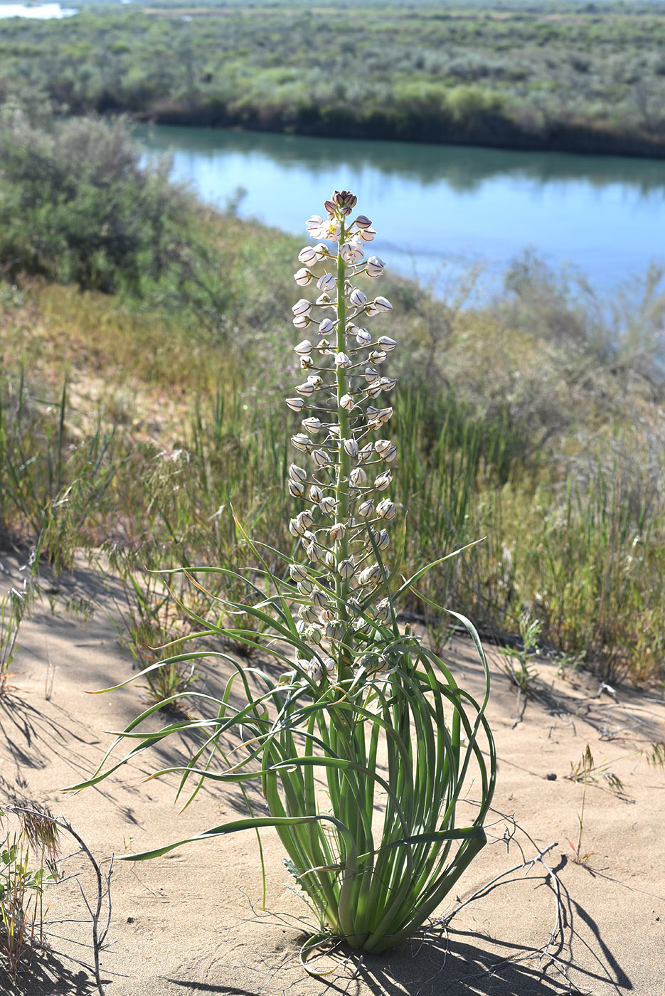 Изображение особи Eremurus anisopterus.