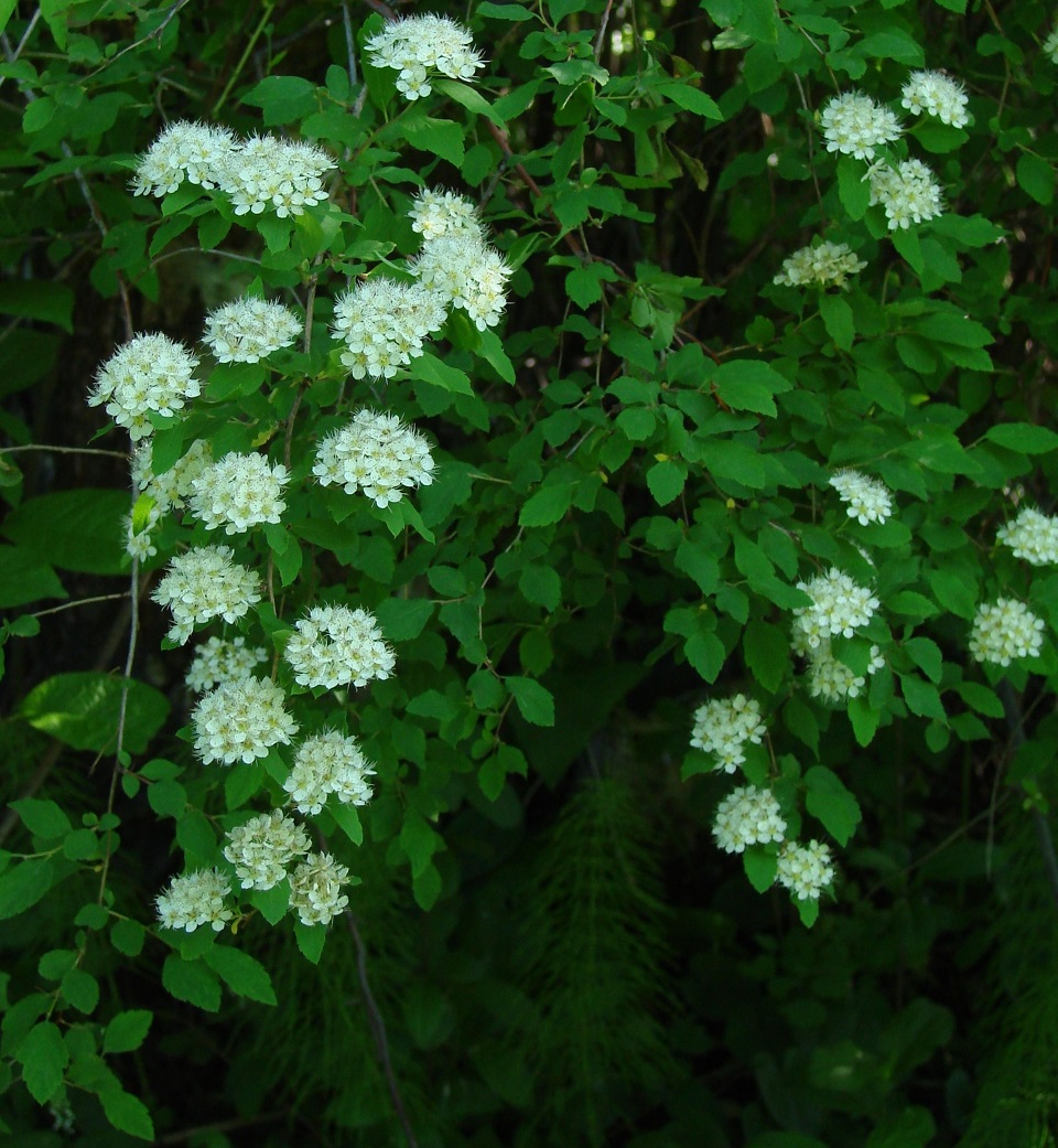 Image of Spiraea flexuosa specimen.