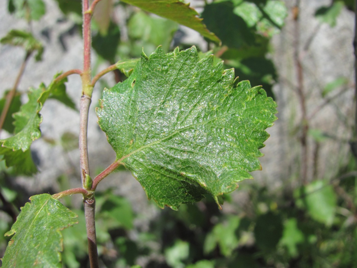 Изображение особи Betula pubescens.