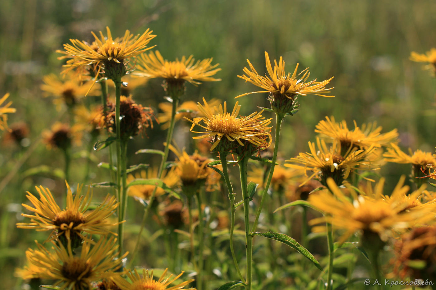 Изображение особи Inula salicina.