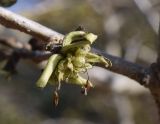 Parrotia persica. Соцветие. Испания, автономное сообщество Каталония, провинция Жирона, комарка Баш-Эмпорда, муниципалитет Палафружель, ботанический сад \"Кап-Роч\". 28.02.2021.