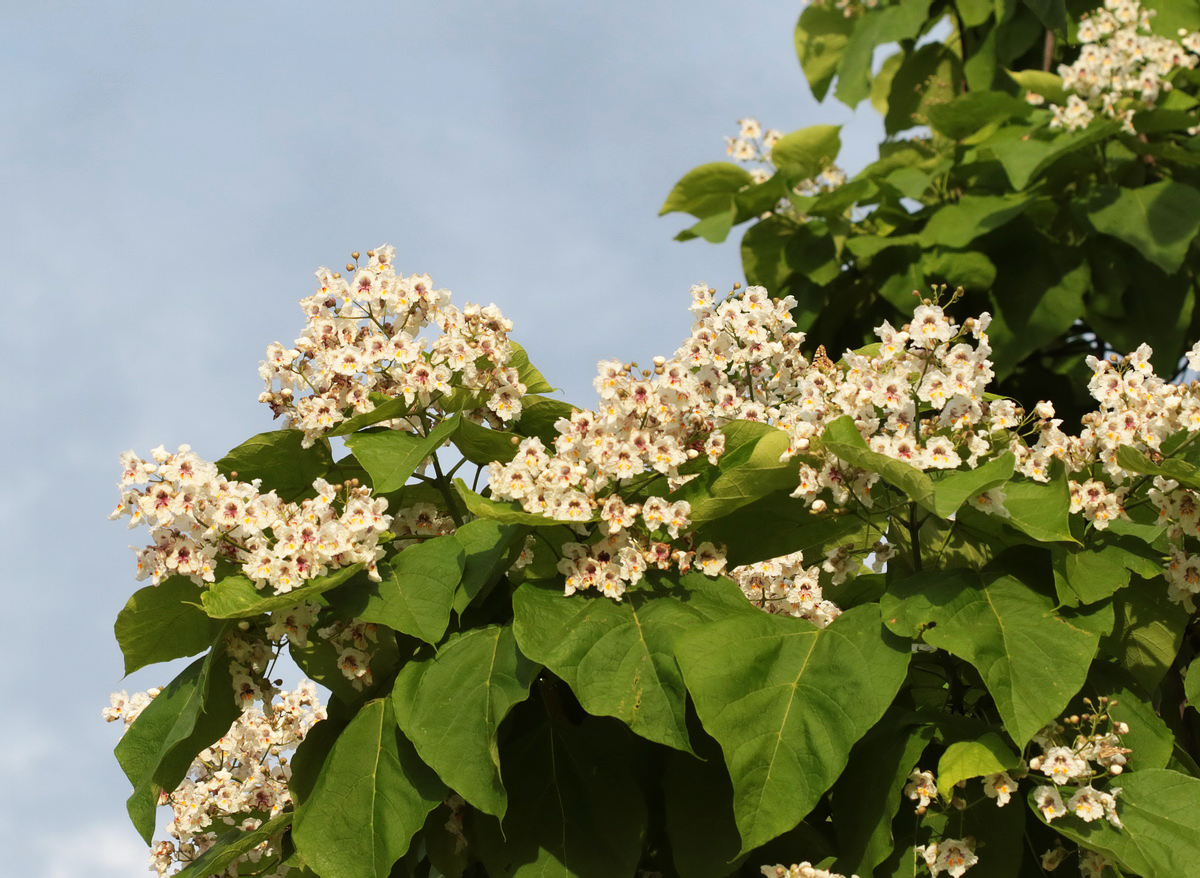 Image of Catalpa bignonioides specimen.